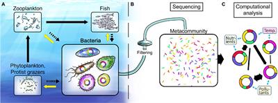 Functional responses of key marine bacteria to environmental change – toward genetic counselling for coastal waters